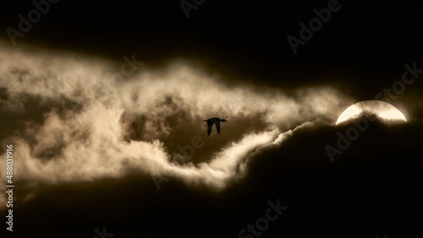 Fototapeta Flying into the light, a duck in silhouette heading towards the sun