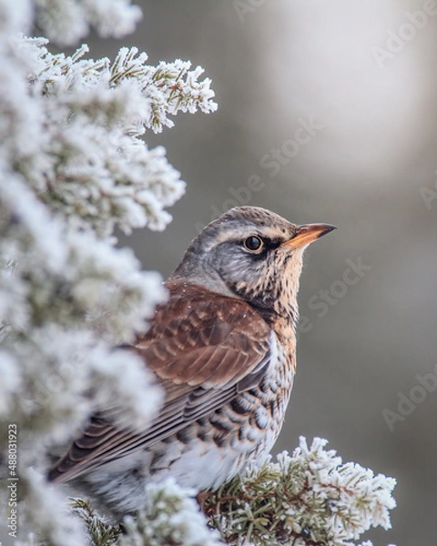 Fototapeta Fieldfare in a winter setting with snow covered branches