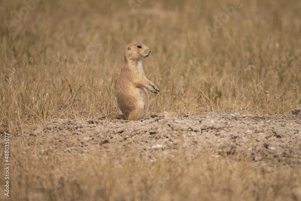Obraz praire dog looking 