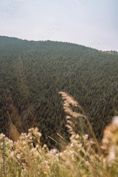 Obraz Mountains of trees 