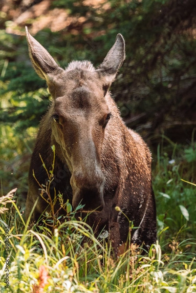 Obraz Moose walking in forest and eating grass 