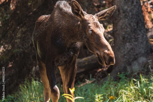 Obraz Moose walking in forest 