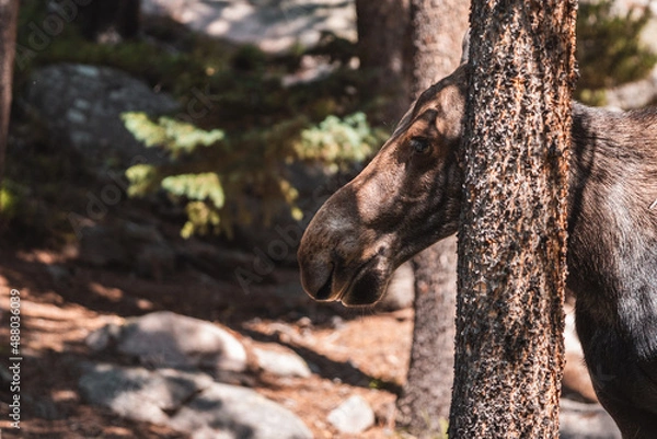 Obraz Moose walking in forest 