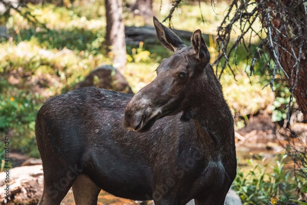 Obraz Moose walking in forest 