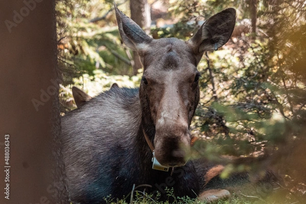 Obraz Mom moose laying in woods 