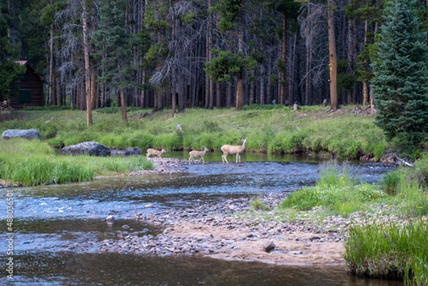 Obraz Deer crossing creek 
