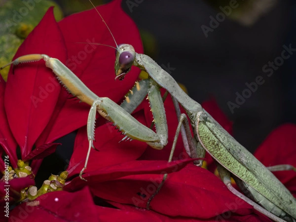 Fototapeta OLYMPUS DIGITAL CAMERA