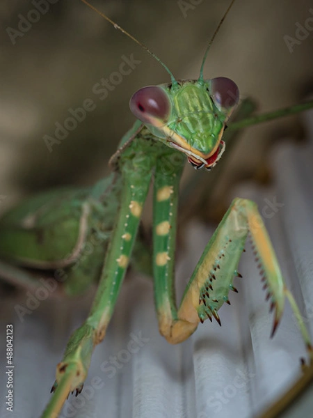 Fototapeta Mantis Religiosa
