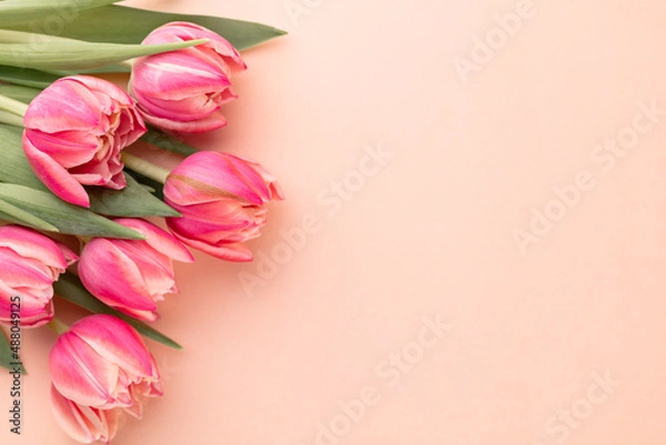 Fototapeta Pink tulip flower on pastel table background with copy space for text. International Women day, Mother day and Happy Valentine day concept.