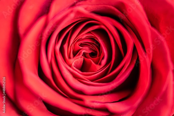 Obraz Red Rose Close Up soft and dreamy flower