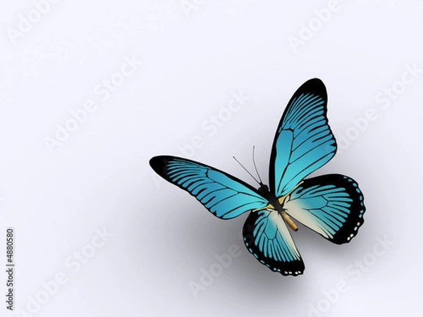Fototapeta Butterfly 3