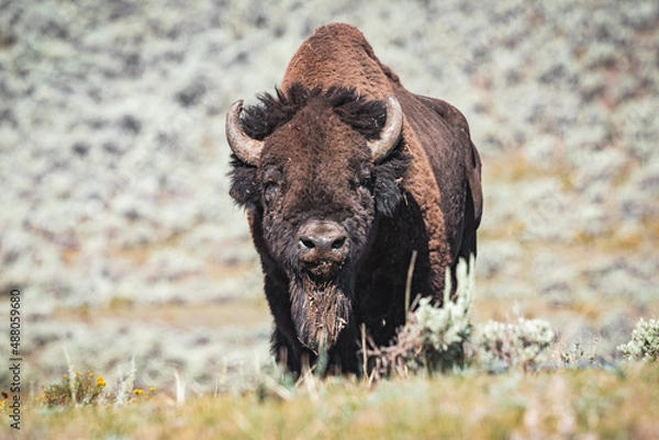 Obraz bison standing in mountains