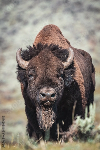 Obraz bison standing in mountains