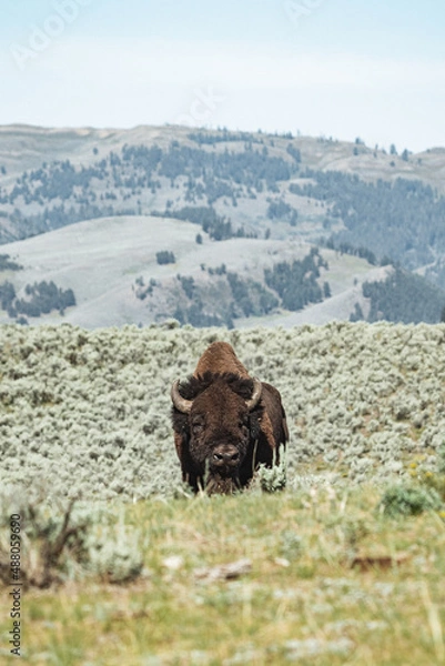 Obraz bison standing in mountains