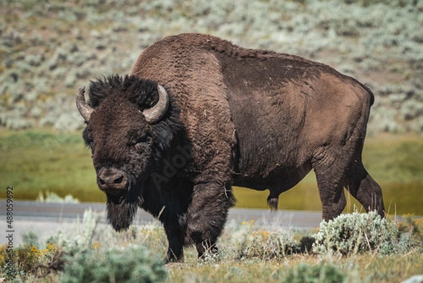 Obraz bison standing in mountains 