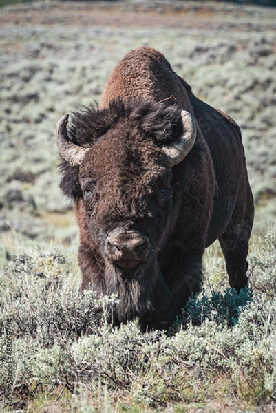 Obraz bison standing in mountains