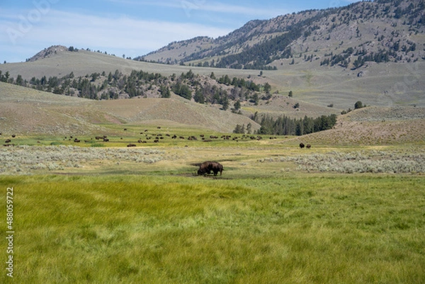 Obraz bison in the mountains 
