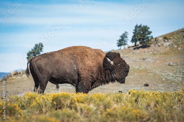 Obraz bison blowing snout