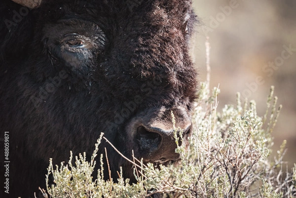 Obraz bison eating 