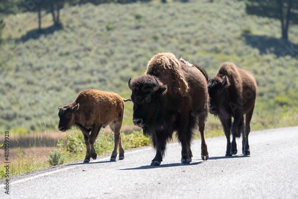 Obraz bison in road 