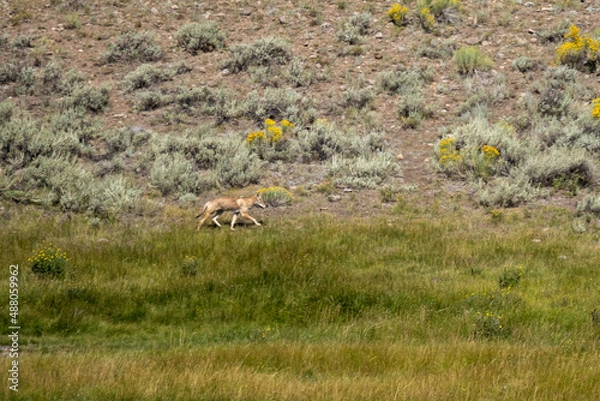 Obraz coyote in field 