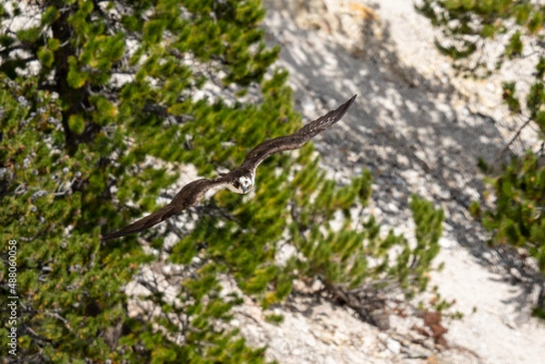 Obraz flying osprey bird