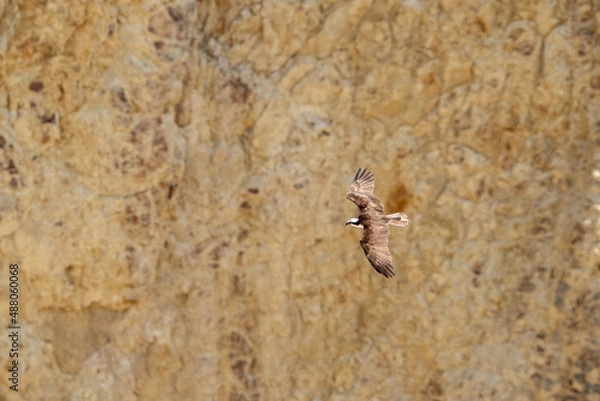 Obraz flying osprey bird