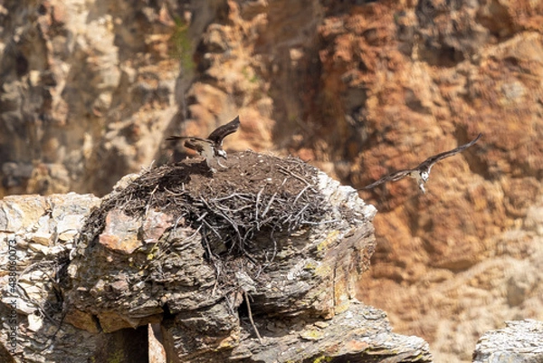 Obraz flying osprey bird