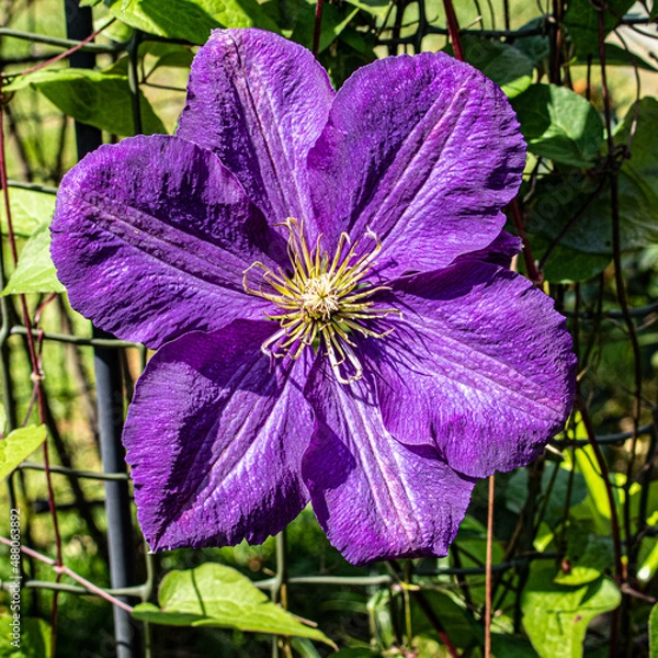 Obraz purple and yellow flowers