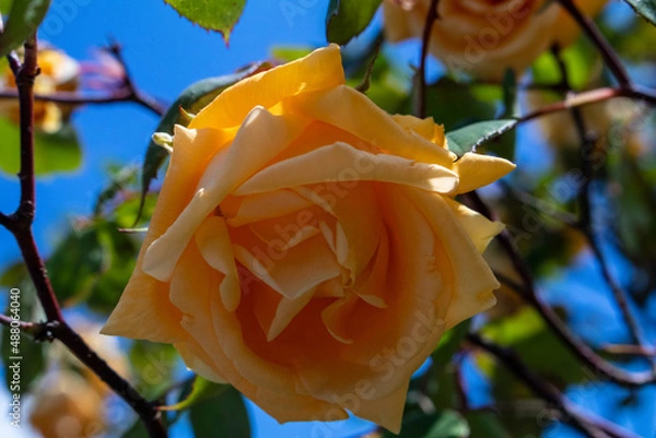 Obraz peach rose