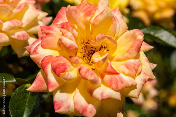 Obraz close up of a rose