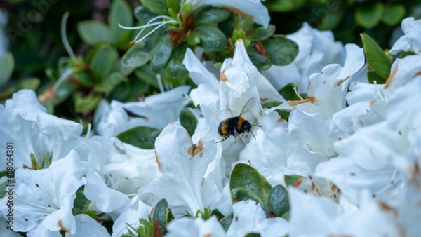 Obraz bee on a flower