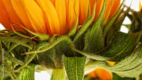 Obraz aspects of a sunflower