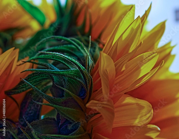 Obraz aspects of a sunflower