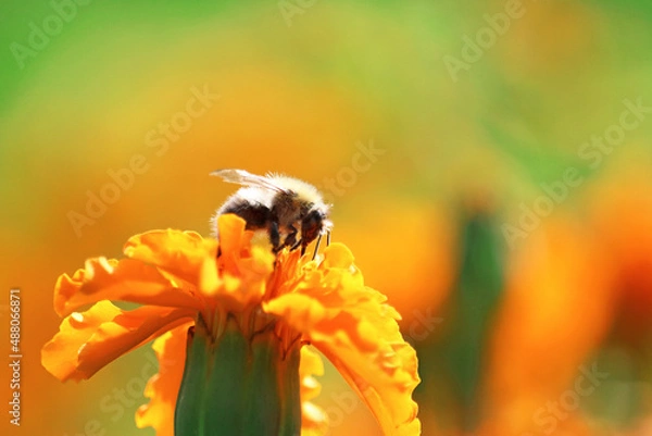 Obraz bumblebee collects flower nectar	