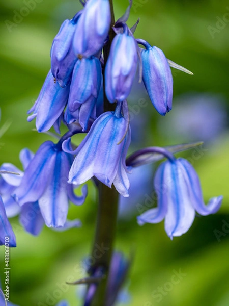Obraz bluebells