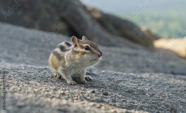 Obraz portrait of a funny chipmunk with with huge jowls