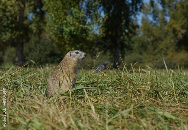Obraz a cute gopher stands on its hind legs