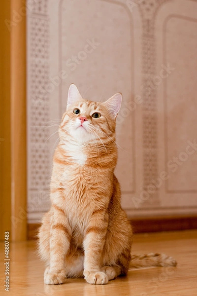 Obraz Ginger tabby cat