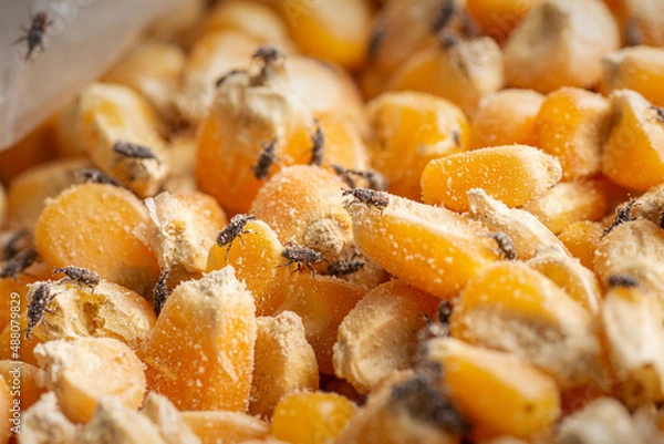 Obraz Corn weevil, Maize weevil beetles ,Maize grain weevil, Insect damaged corn kernels