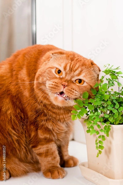 Obraz Scottish fold cat