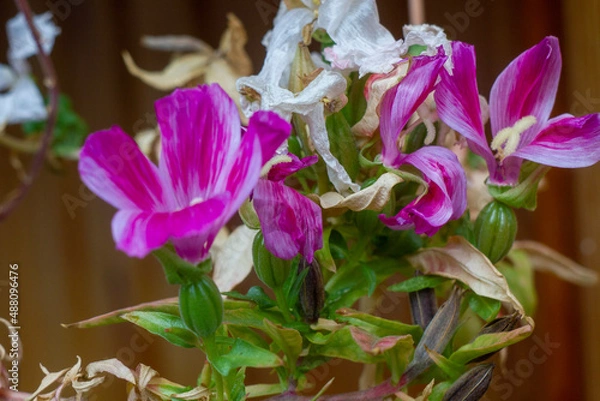 Fototapeta purple crocus flowers