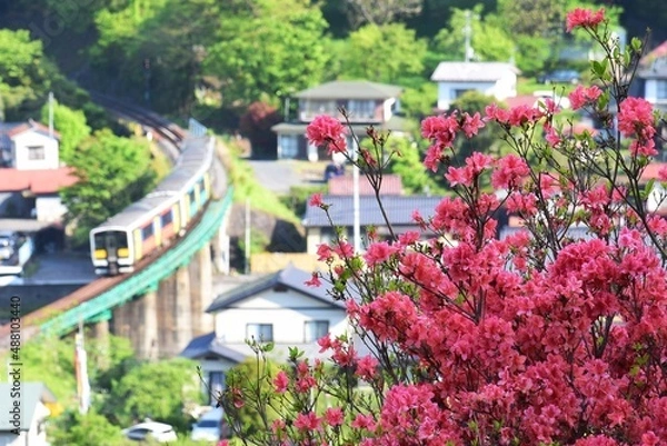Fototapeta 風呂山公園・ツツジ