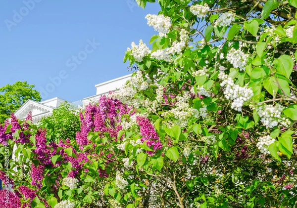 Fototapeta Lilac bushes bloom in spring against the background of a building with classical ancient architecture