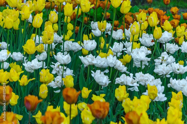 Obraz Many buds of yellow, white and orange blossoming tulips
