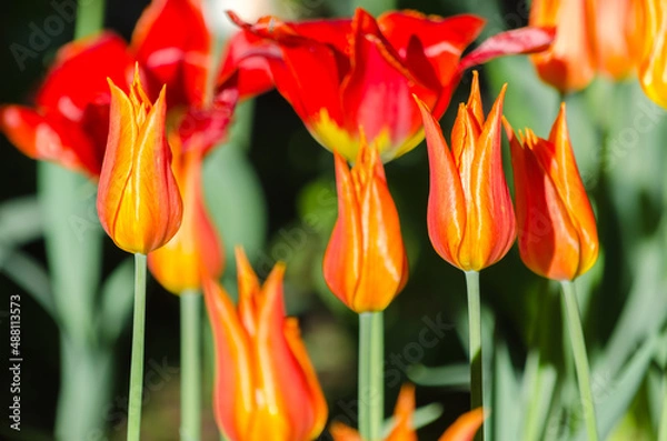 Obraz Many buds of red and orange blossoming tulips on the background of bright green grass