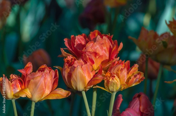Obraz Blooming orange tulips from blossoming buds closeup