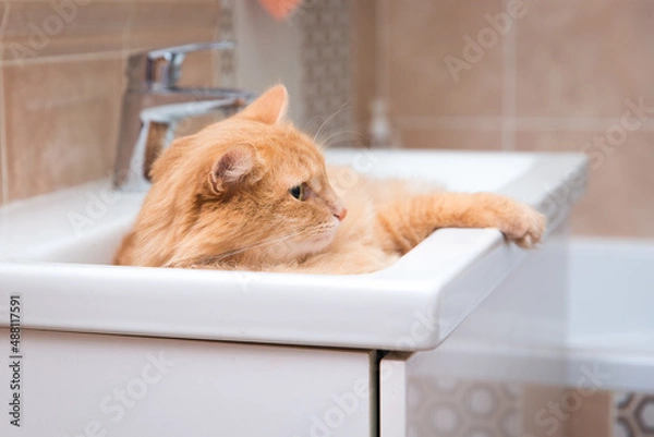 Obraz The red cat lies in the sink in the bathroom 