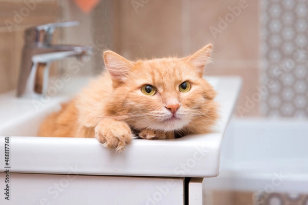 Fototapeta The red cat lies in the sink in the bathroom 