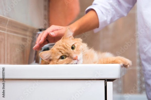 Obraz The red cat lies in the sink in the bathroom and is stroked by a hand